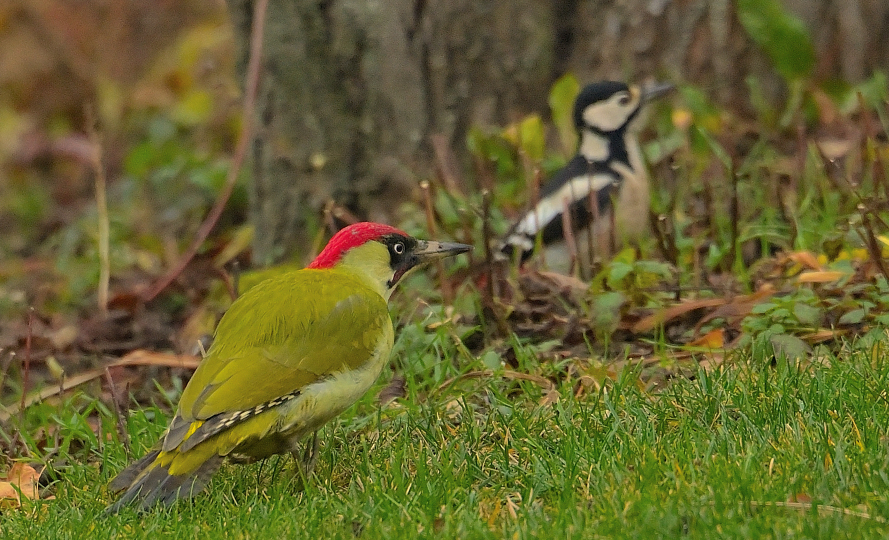 Besuch im Garten und gleich ZWEI!