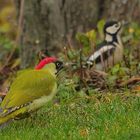 Besuch im Garten und gleich ZWEI!