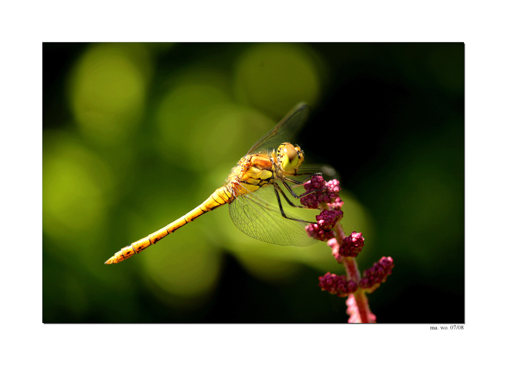 Besuch im Garten...I