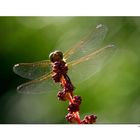 Besuch im Garten...II