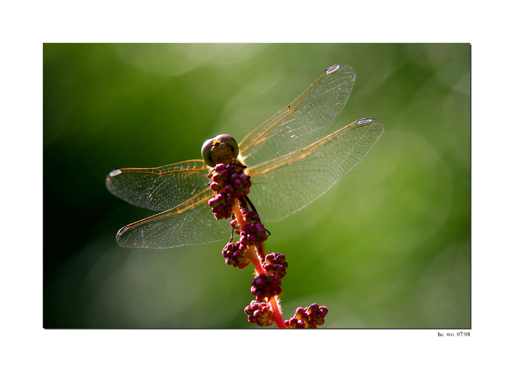 Besuch im Garten...II