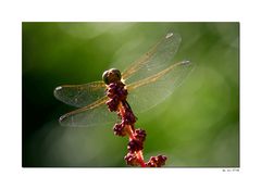 Besuch im Garten...II