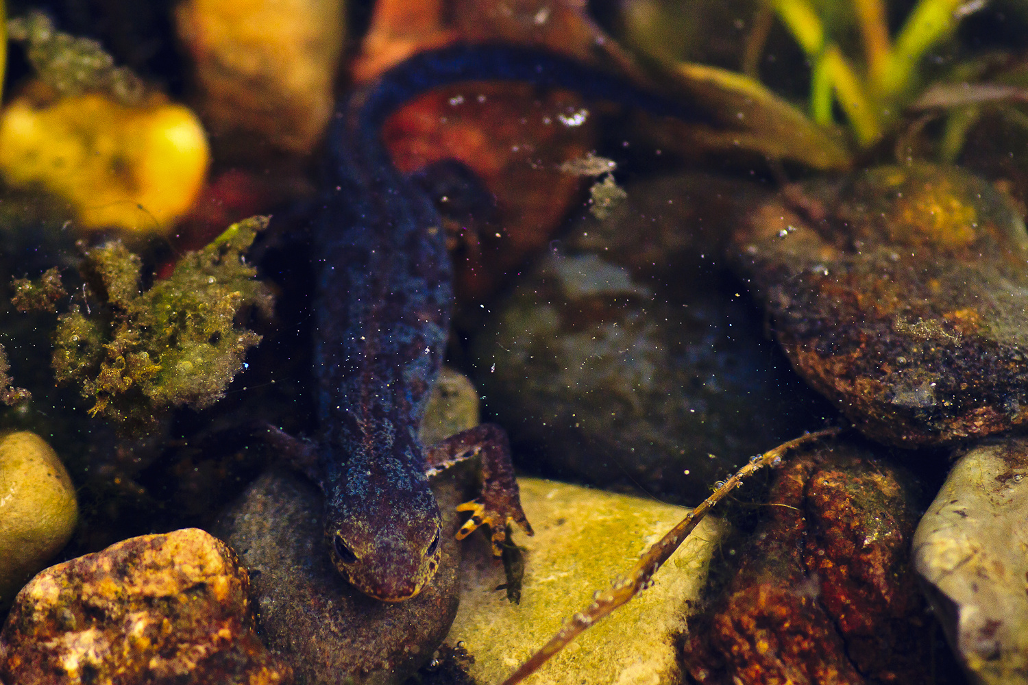 Besuch im Gartenteich