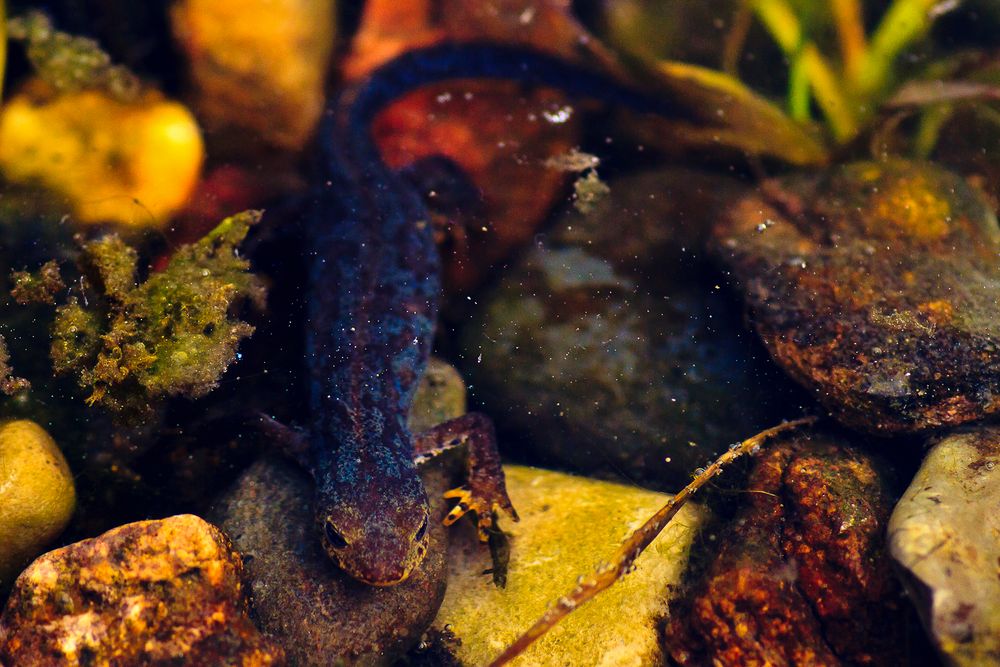 Besuch im Gartenteich Foto & Bild tiere, wildlife, amphibien