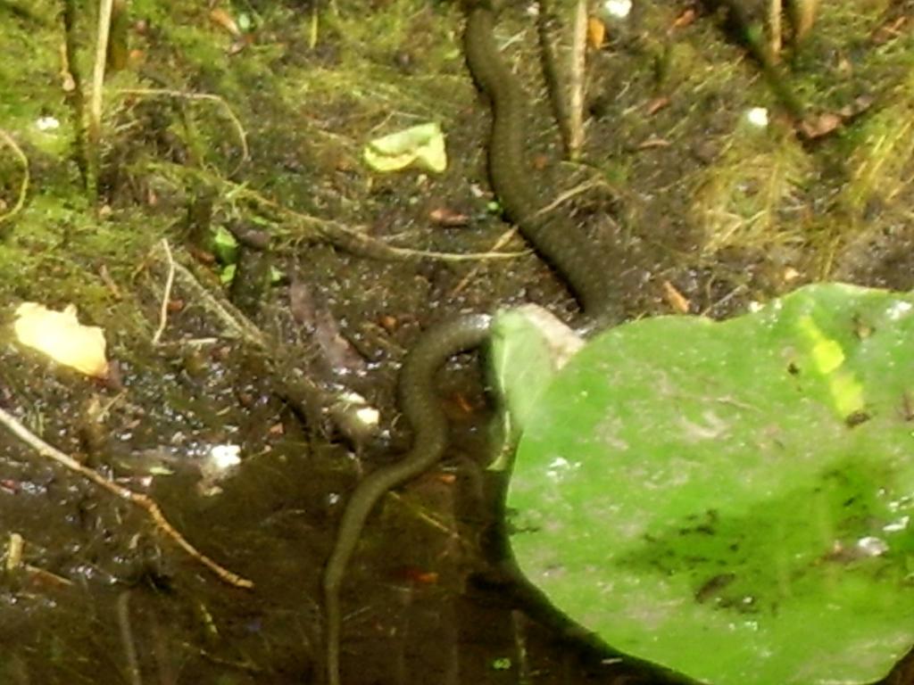 Besuch im Gartenteich 2008