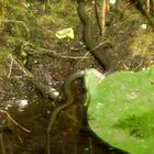 Besuch im Gartenteich 2008