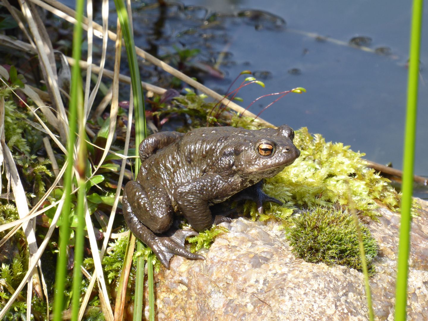 Besuch im Gartenteich