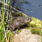 Besuch im Gartenteich