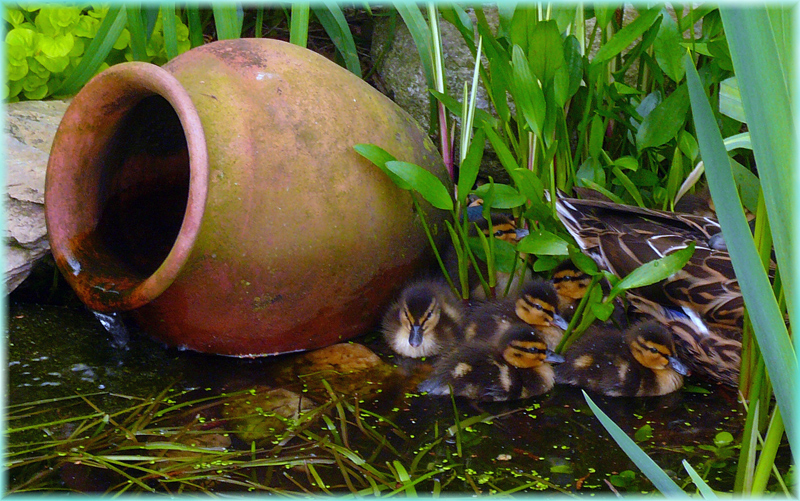 Besuch im Gartenteich.