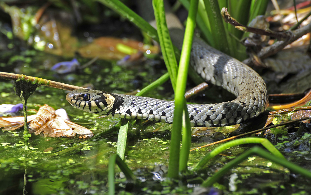 Besuch im Gartenteich