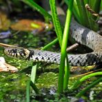 Besuch im Gartenteich