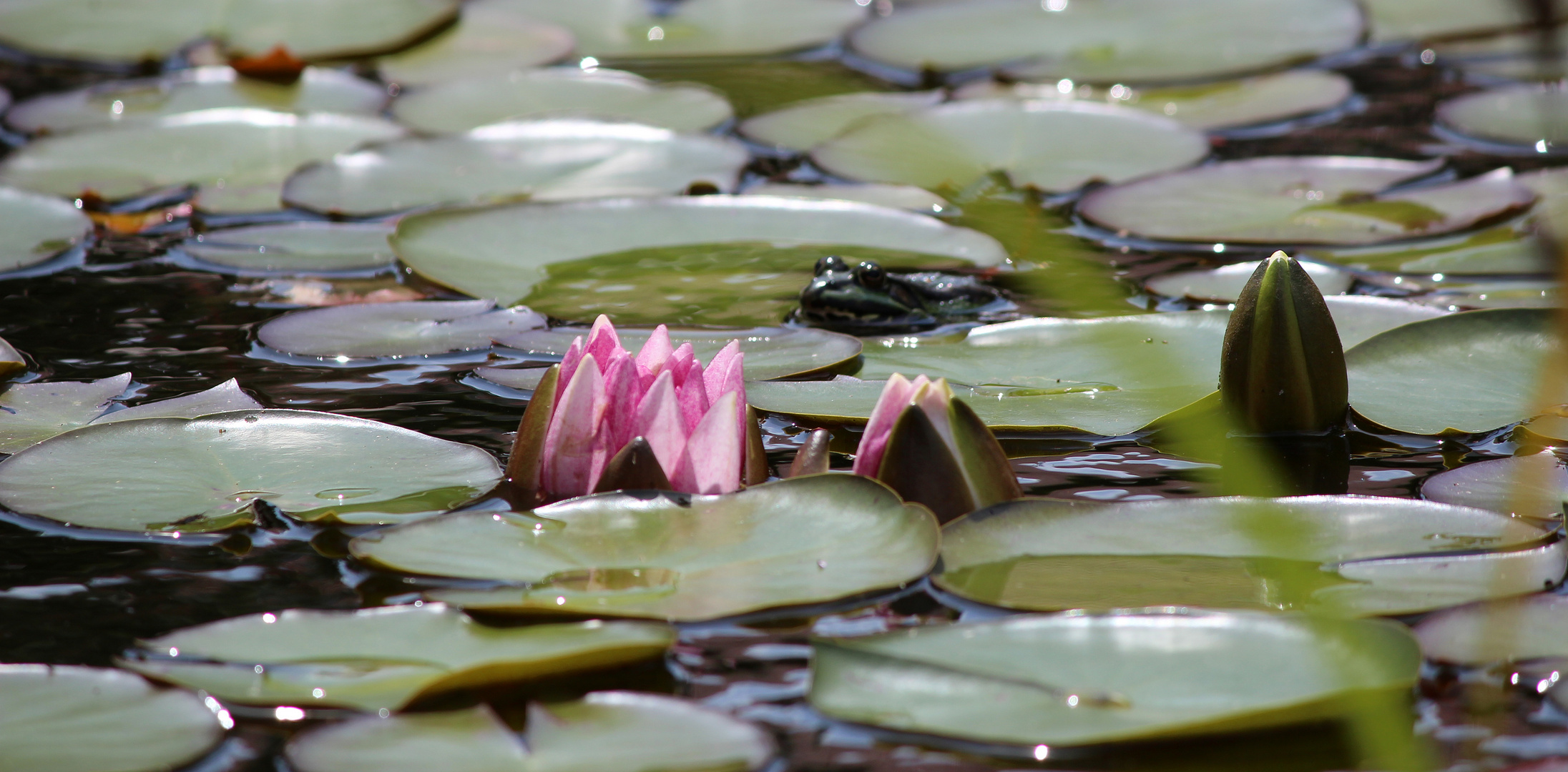 Besuch im Gartenteich Foto & Bild tiere, natur Bilder auf