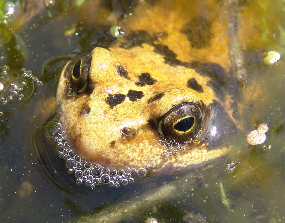 Besuch im Gartenteich