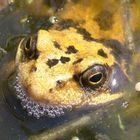 Besuch im Gartenteich