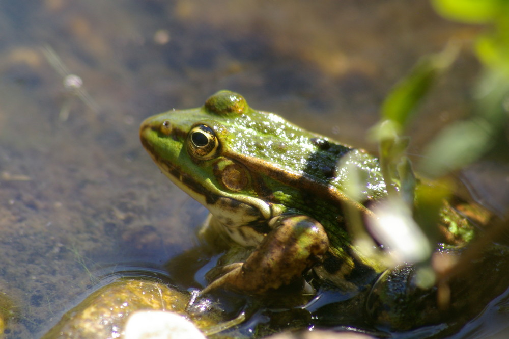 Besuch im Gartenteich