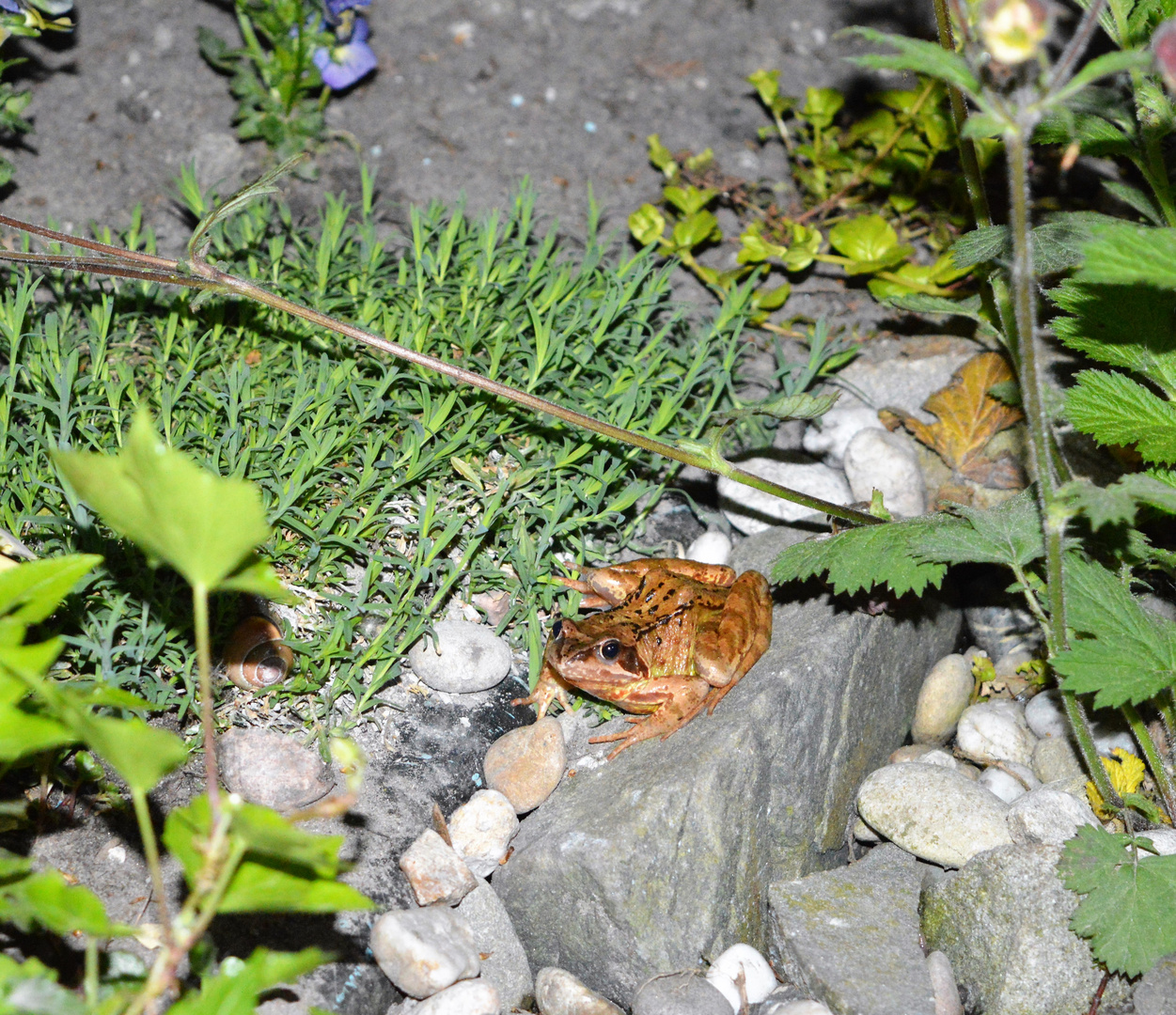 Besuch im Gartenteich