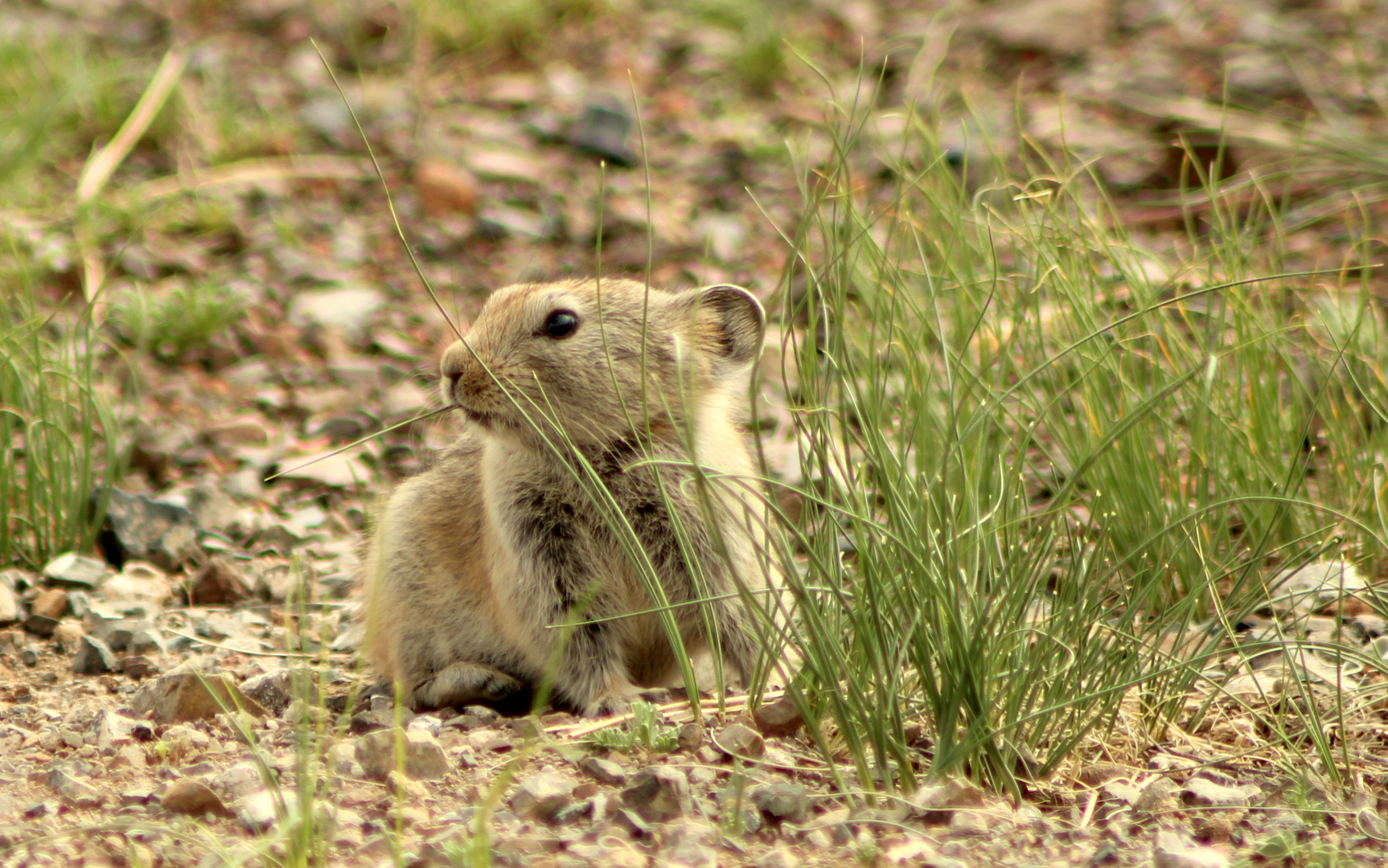 Besuch im Ger-Camp