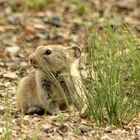 Besuch im Ger-Camp