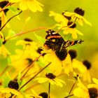 Besuch im herbstlichen Garten