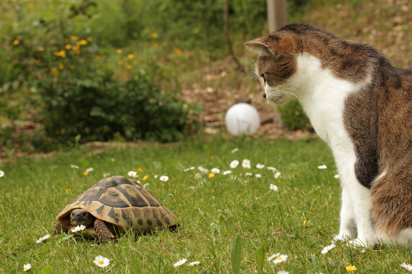 Besuch im Katzengarten