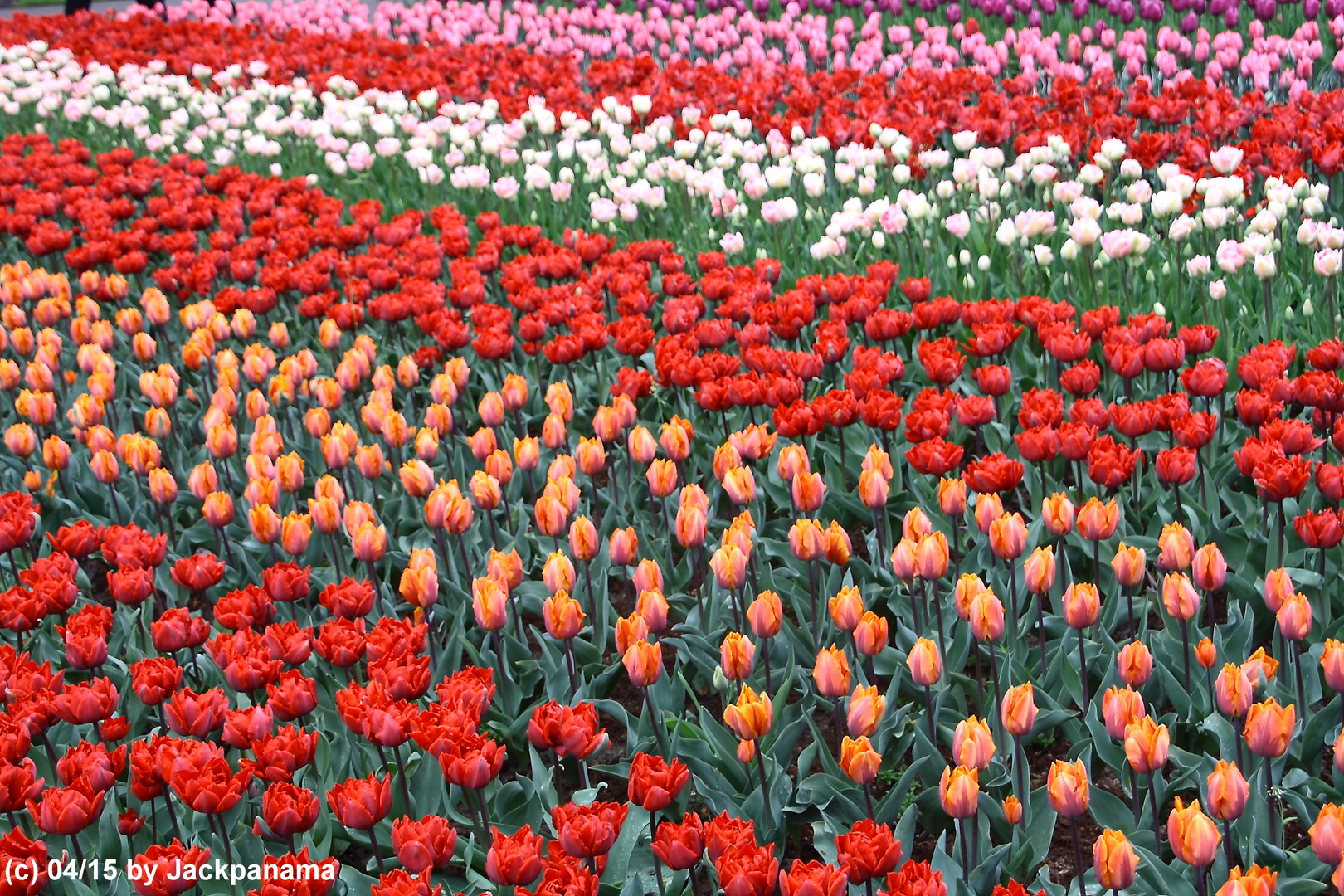 Besuch im Keukenhof / Holland