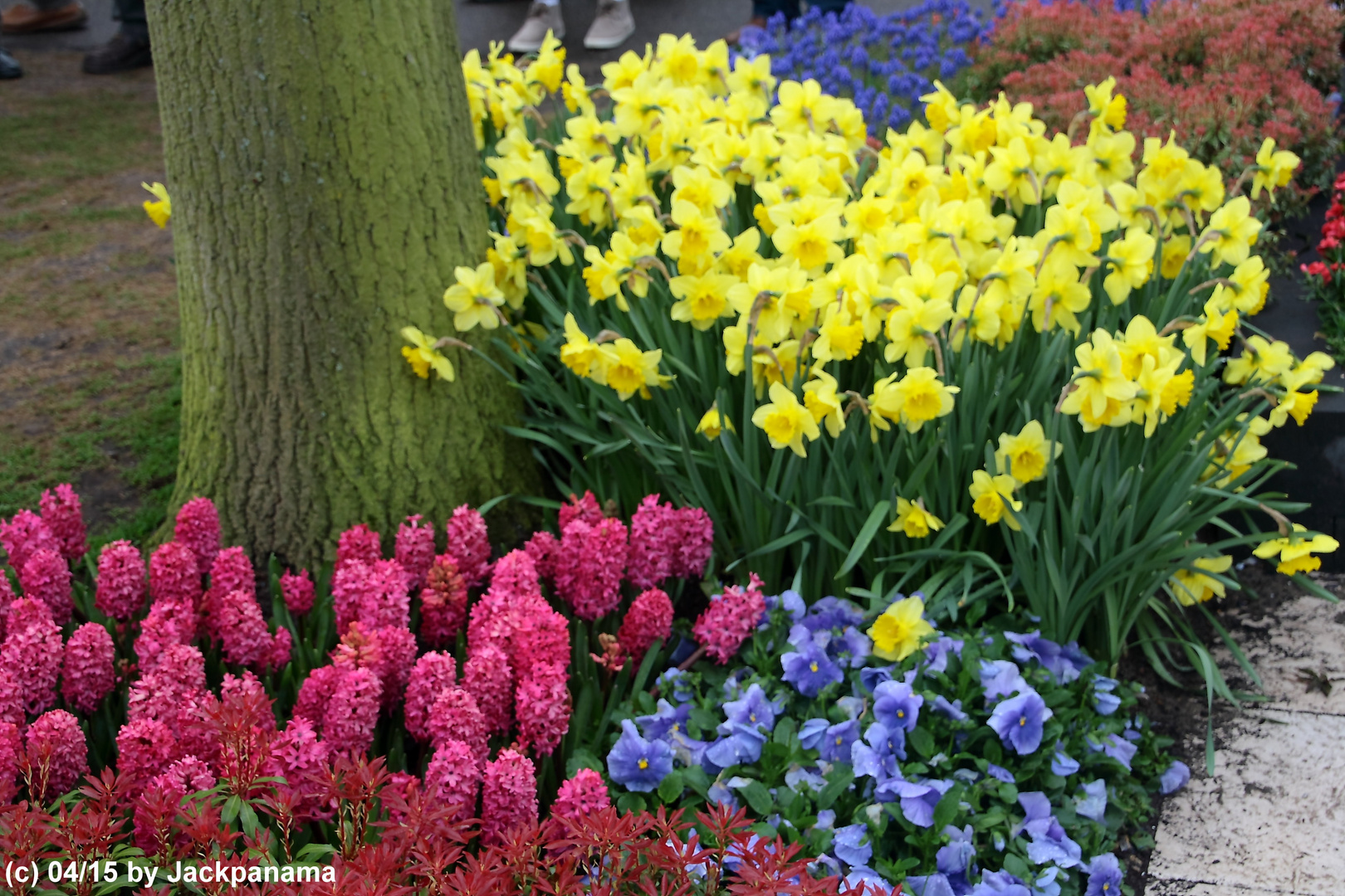 Besuch im Keukenhof / Holland 3