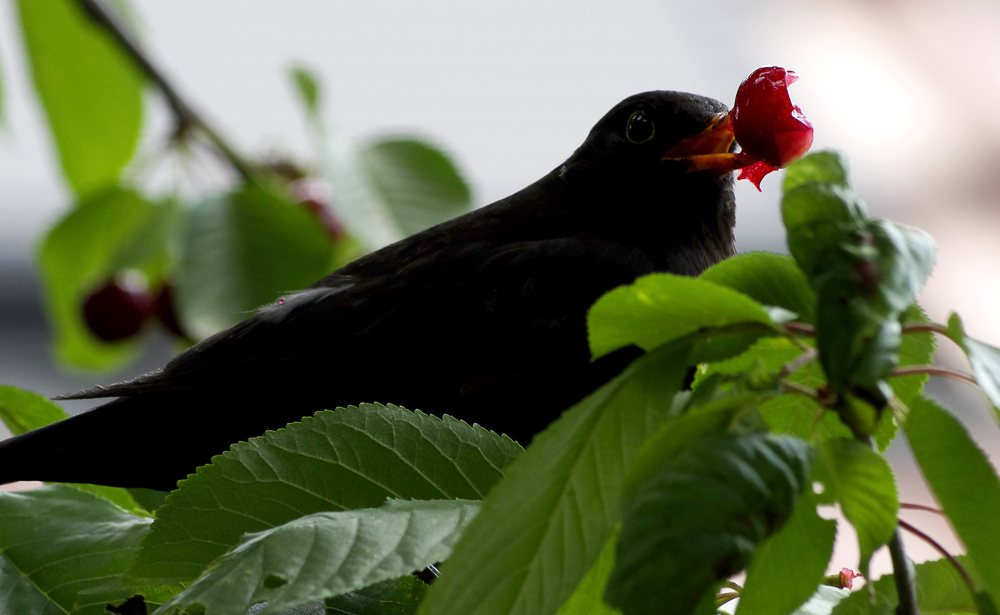 Besuch im Kirschbaum