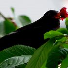 Besuch im Kirschbaum