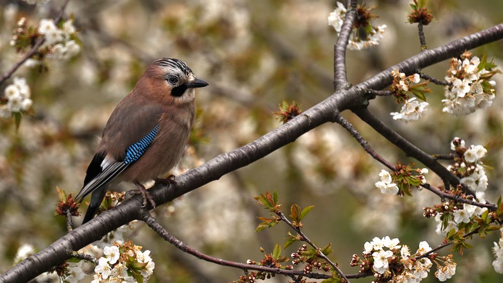 Besuch im Kirschbaum