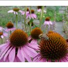 Besuch im Klostergarten