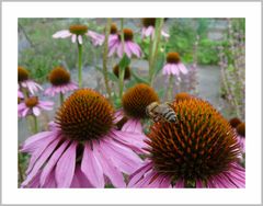 Besuch im Klostergarten