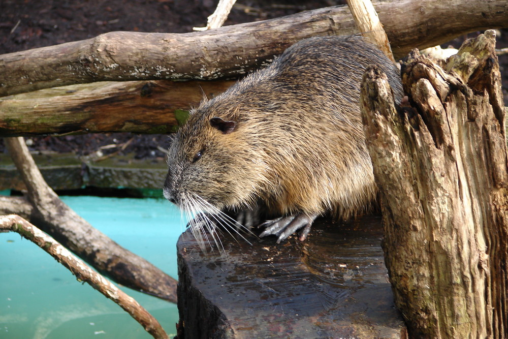 Besuch im Kölner Zoo