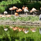 Besuch im Kölner Zoo