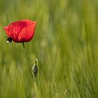 Besuch im Kornfeld