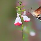 Besuch im Kräutergarten