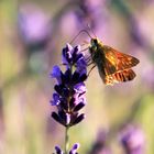 Besuch im Lavendel