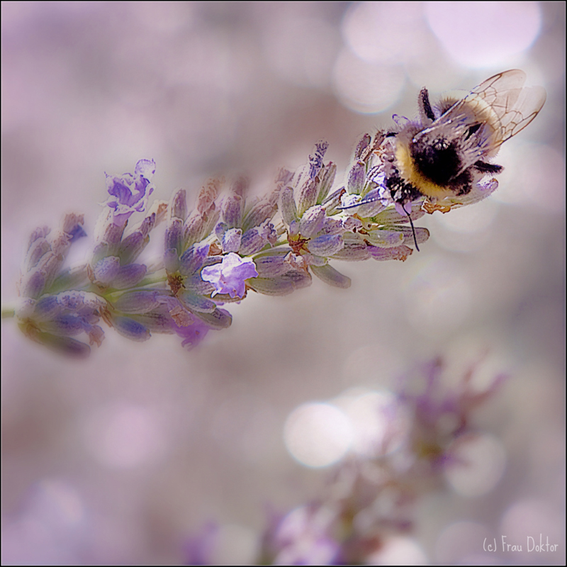 Besuch im Lavendel