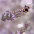 Besuch im Lavendel