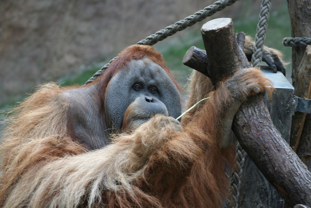 Besuch im Leipziger Zoo an einem kalten sonnigen Oktobertag