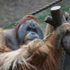 Besuch im Leipziger Zoo an einem kalten sonnigen Oktobertag