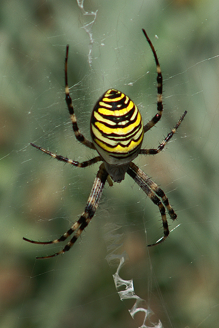 Besuch im letzten Sommer - Wespenspinne