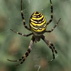 Besuch im letzten Sommer - Wespenspinne