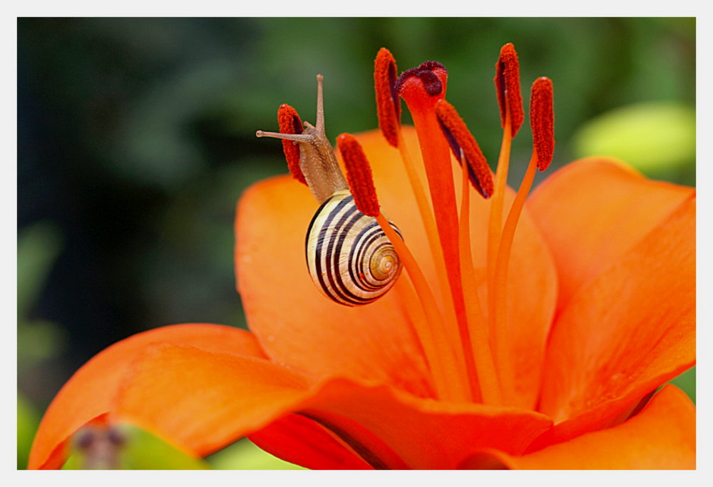 Besuch im Lilienhaus