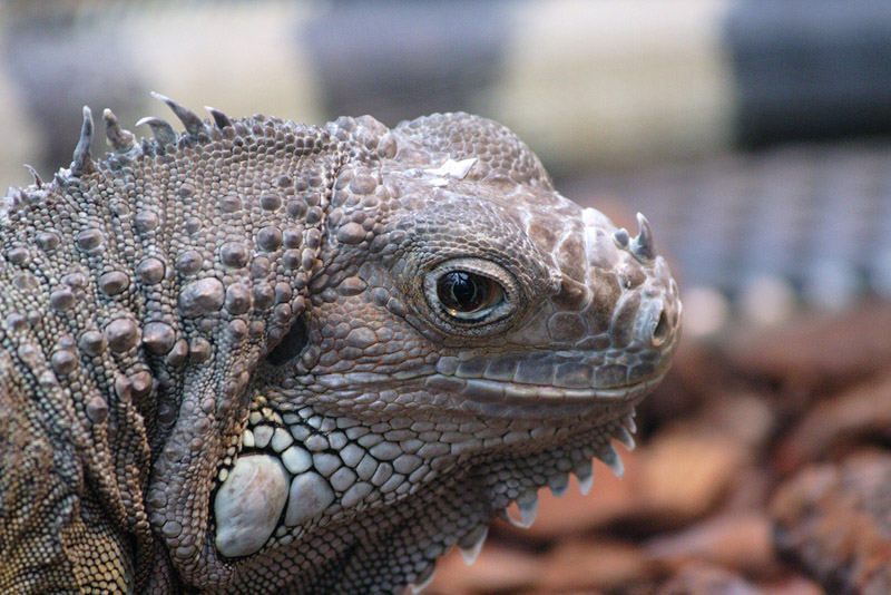 Besuch im Luisenpark I