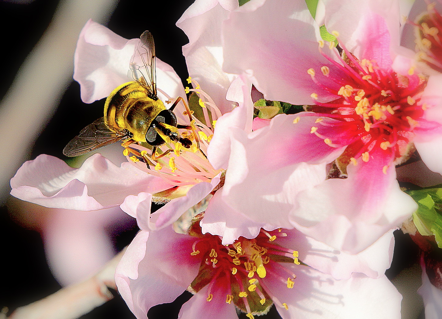 Besuch im März auf Mandelblüte