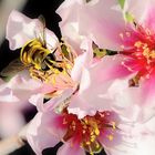 Besuch im März auf Mandelblüte