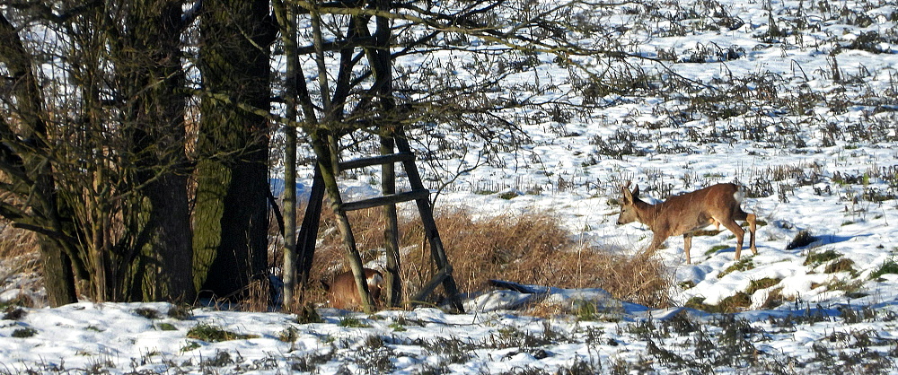 Besuch im Nachbarrevier