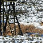 Besuch im Nachbarrevier