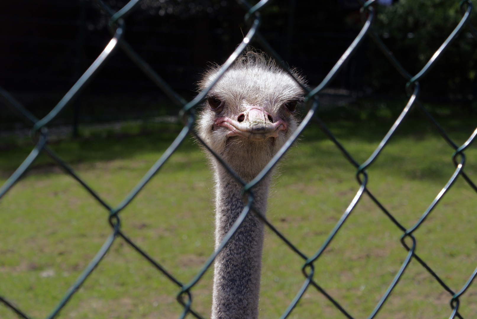 Besuch im Opel-Zoo