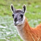 Besuch im Opelzoo Kronberg 